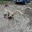 oliver-10”-walking-plow-image-3