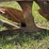 oliver-404-13”-walking-plow-image-19