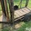 cattle-chute-image-10
