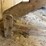 buggy-jack-and-studebaker-buggy-seat-image-21