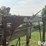 cattle-chute-image-20