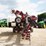 2004-case-ih-1200-image-2