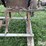 ear-corn-grinder-image-17