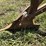 oliver-6”-walking-plow-image-8