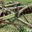 john-deere-bw-image-10
