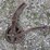 oliver-10”-walking-plow-image-21