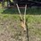 oliver-6”-walking-plow-image-2