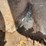 #6282-•-95"-loader-bucket-image-9