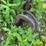 massey-harris-no.-33-sickle-mower-image-18