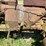 massey-ferguson-4-image-37