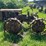 massey-ferguson-4-image-2