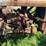 massey-ferguson-4-image-12