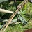 oliver-horse-drawn-cultivator-image-40