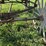 horse-drawn-buggy-image-10