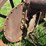 massey-ferguson-4-image-56