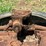 massey-ferguson-4-image-35