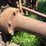 massey-ferguson-4-image-32