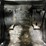 2022-bobcat-t76-image-31