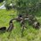 2-bottom-plow-image-4