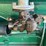 oliver-70-image-31