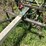 oliver-horse-drawn-cultivator-image-12
