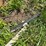 oliver-horse-drawn-cultivator-image-45