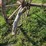 horse-drawn-buggy-image-9