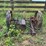 massey-harris-no.-33-sickle-mower-image-7