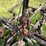 2-bottom-plow-image-34