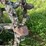 oliver-skeleton-steel-wheels-image-5
