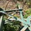 oliver-horse-drawn-cultivator-image-22
