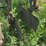 oliver-horse-drawn-cultivator-image-33