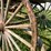 horse-drawn-buggy-image-12