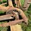 oliver-horse-drawn-sickle-mower-image-7