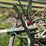 oliver-horse-drawn-cultivator-image-17