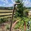 oliver-horse-drawn-cultivator-image-21