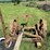 oliver-horse-drawn-sickle-mower-image-5