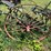 oliver-horse-drawn-cultivator-image-36