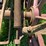 oliver-horse-drawn-sickle-mower-image-15