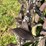 oliver-skeleton-steel-wheels-image-3