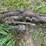 (2)-oliver-widefront-ends-image-9