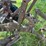 2-bottom-plow-image-10