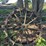 oliver-dual-skeleton-wheels-image-2
