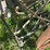 oliver-horse-drawn-cultivator-image-15