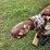 1993-tru-trail-2-horse-trailer-image-13