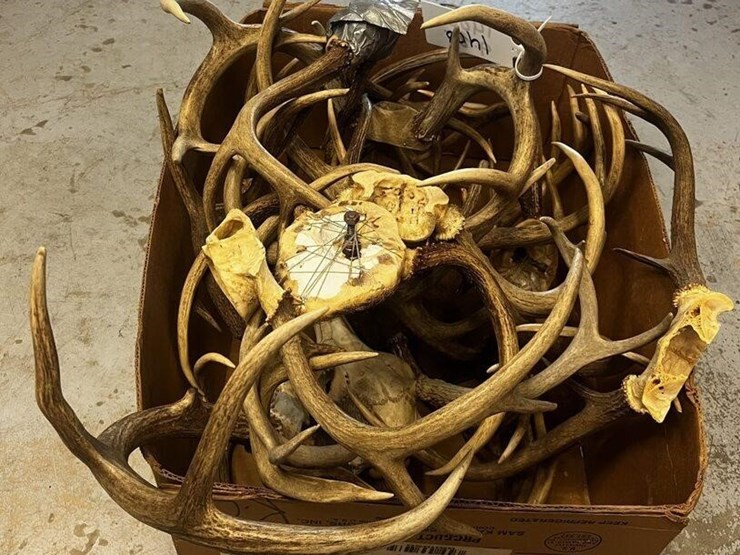 ms1---box-of-assorted-antlers-image-3
