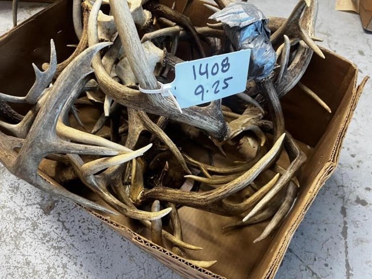 ms1---box-of-assorted-antlers-image-2