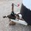 w-w-16'-livestock-trailer-image-16