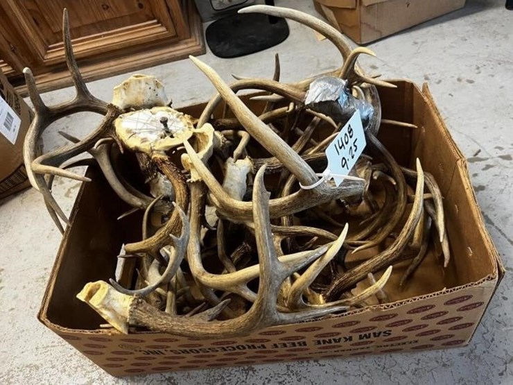 ms1---box-of-assorted-antlers-image-1