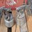 wagner-airless-sprayer,-paint-guns-&-air-hoses-image-10
